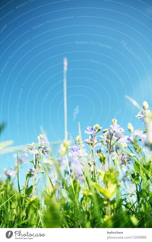 toward heaven Nature Plant Sky Spring Summer Beautiful weather Flower Grass Leaf Blossom Wild plant Veronica Garden Park Meadow Field Blossoming Fragrance Faded