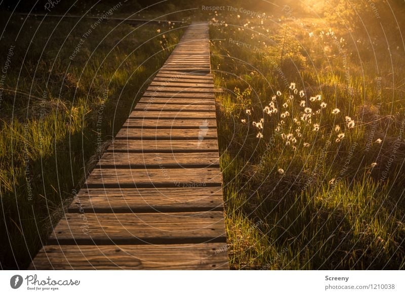 Summer Fenn Vacation & Travel Tourism Trip Hiking Nature Landscape Plant Sun Sunrise Sunset Sunlight Spring Beautiful weather Flower Grass Bushes Moss