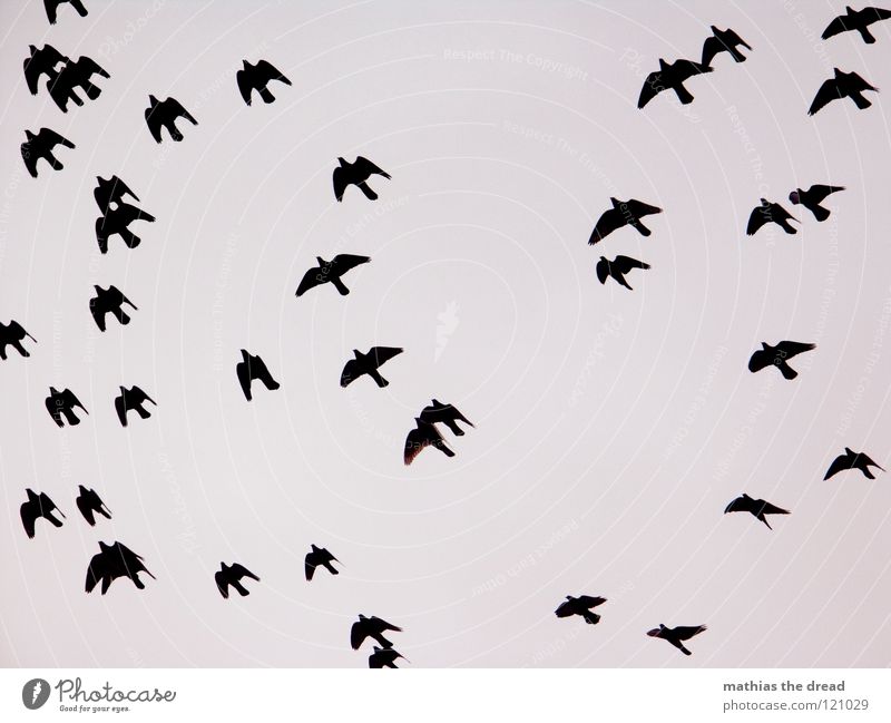 FLYING MUST BE BEAUTIFUL Bird Air Free Speed Animal Migratory bird Gray Beak Beautiful Clouds Black Muddled Background picture Hover Flying Escape Direction