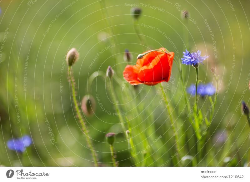 Poppy and cornflower Elegant Style Nature Plant Summer Beautiful weather Flower Blossom Wild plant Cornflower poppies Corn poppy Blossom leave Bud Meadow