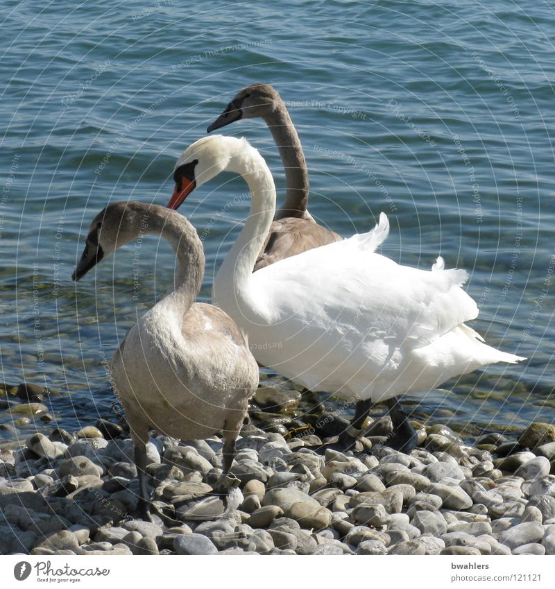family trip Swan Bird Lake White Gray Waves Beach Beautiful Stand Direction Water Lake Constance Stone Blue Weather Looking
