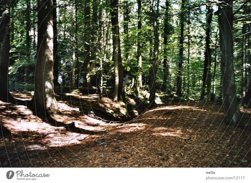 Light and shadow Forest Autumn Mountain Shadow Sun Tyrolean mountains