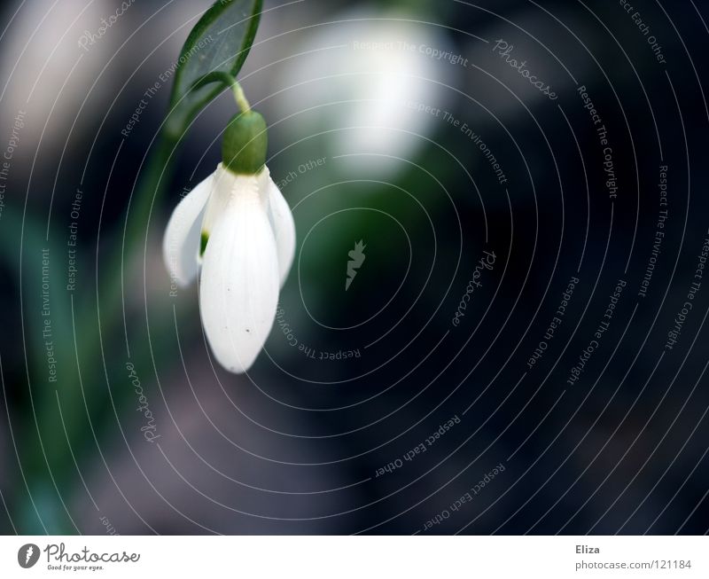 harbinger Snowdrop Spring Flower Cold February March Delicate Small Green Stalk Blossom leave White Pure Vulnerable Violet Blossoming Nature