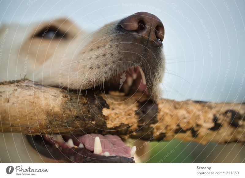 bite resistant (#1) Nature Animal Pet Dog Labrador Wood Playing Threat Wild Power Willpower Life Fear Dangerous Energy Resolve Joy Stick Set of teeth Nose