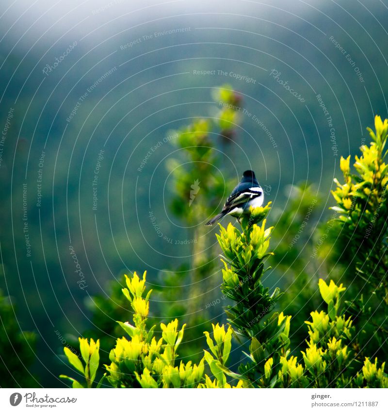 If I were a little bird... Nature Plant Animal Spring Bushes Bird 1 Yellow Gray Green Small Sit Rear view Plumed Black White Colour photo Multicoloured