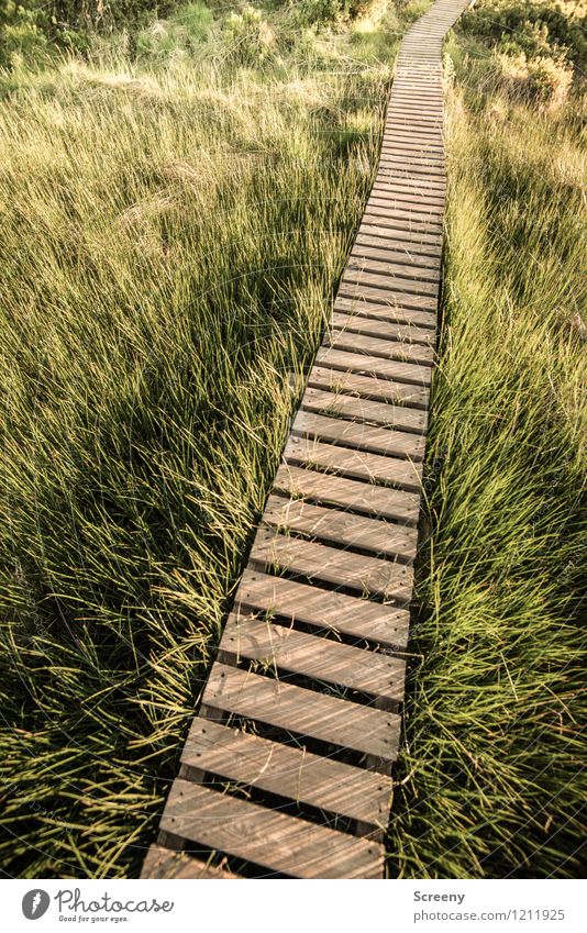 This way... Vacation & Travel Tourism Trip Hiking Nature Landscape Plant Spring Summer Beautiful weather Grass Bushes Meadow High Venn Wood Long Brown Green