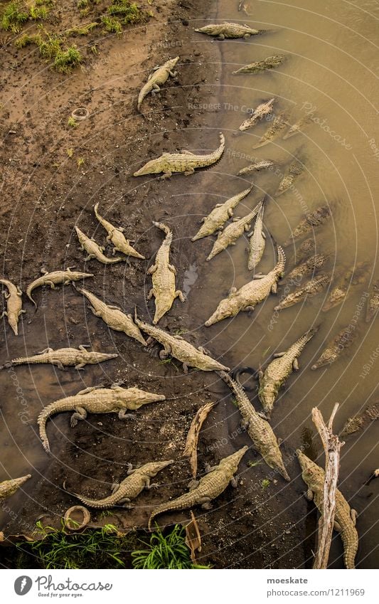 Crocodile Party Animal River bank Group of animals Herd Together Costa Rica Colour photo Subdued colour Deserted Day Deep depth of field Panorama (View)