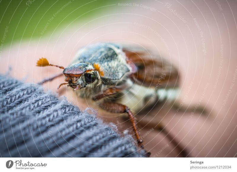 cockchafer Nature Animal Summer Autumn Wild animal Beetle Animal face Wing 1 Flying May bug Exterior shot Close-up Detail Macro (Extreme close-up) Day Light