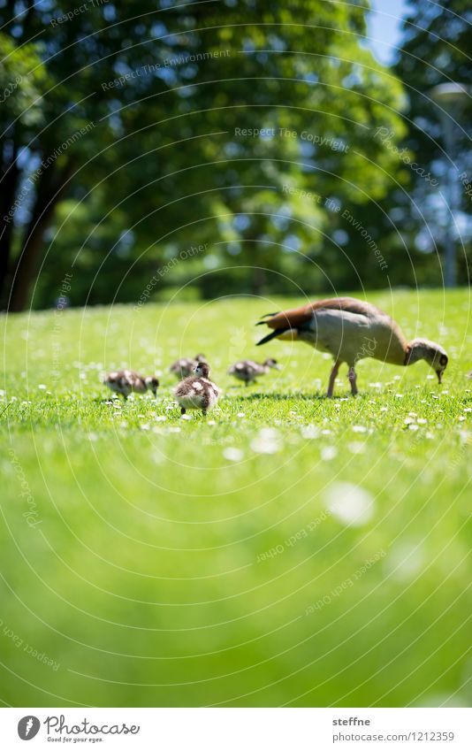 Beastly good: Goose in family Animal Wild animal Bird Group of animals Animal family Cute Green Chick Meadow Spring Beautiful weather Colour photo Deserted