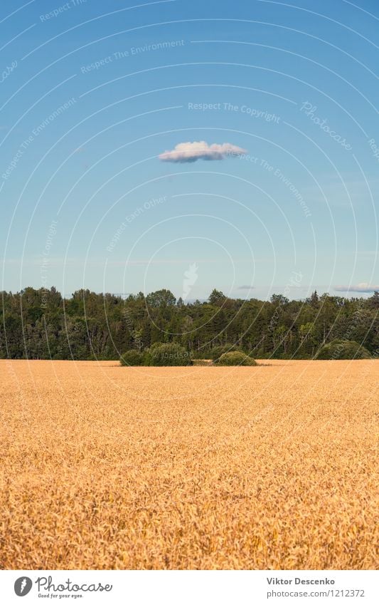 Yellow field of grain sown in the forest and blue sky Summer Nature Landscape Plant Sky Clouds Warmth Tree Flower Growth Blue Gold Green White background Wheat