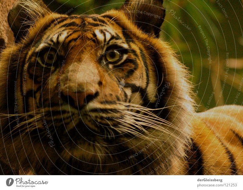 alert Tiger Large Dangerous Alarm Ready Heavy Force Unpredictable Speed Cat Big cat Pelt Pattern Yellow Brown Mammal Threat Looking Hair and hairstyles Ear Fear