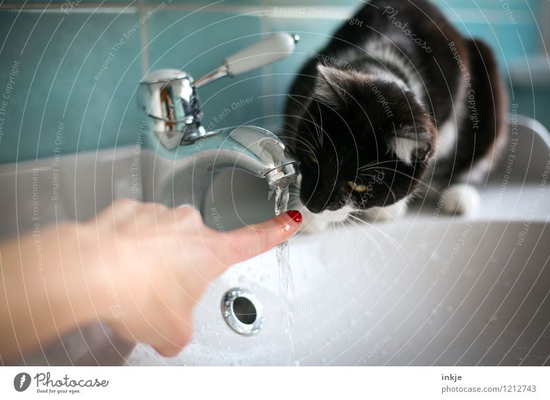 Cat life - sniffing Lifestyle Joy Leisure and hobbies Living or residing Bathroom Woman Adults Fingers 1 Human being Pet Animal Baby animal Tap Vanity