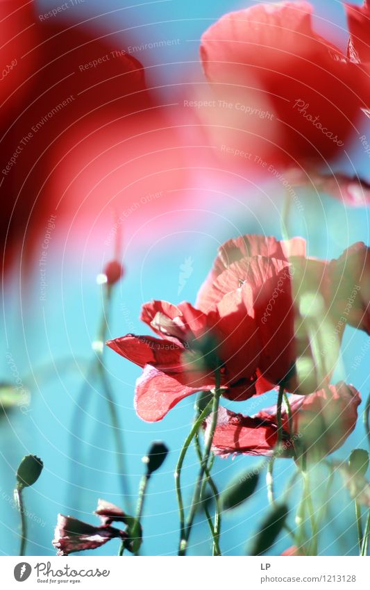 red blue Environment Nature Plant Elements Air Sky Cloudless sky Sunlight Spring Summer Climate Beautiful weather Flower Wild plant Blue Red Emotions Moody Joy
