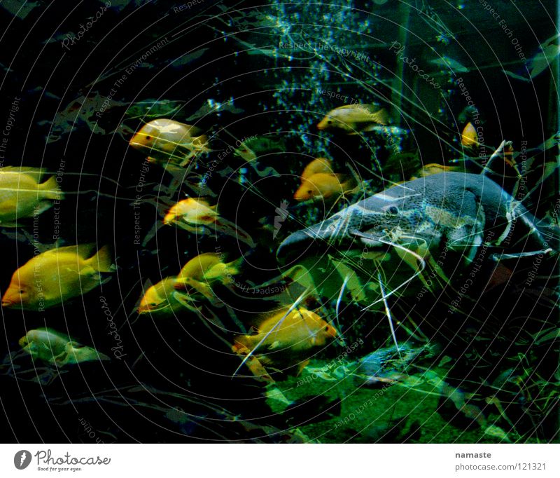 aquarium Aquarium Yellow Green Turquoise Shoal of fish Natural history museum Dortmund Fear Panic Fish Museum Power Wels Water Stock