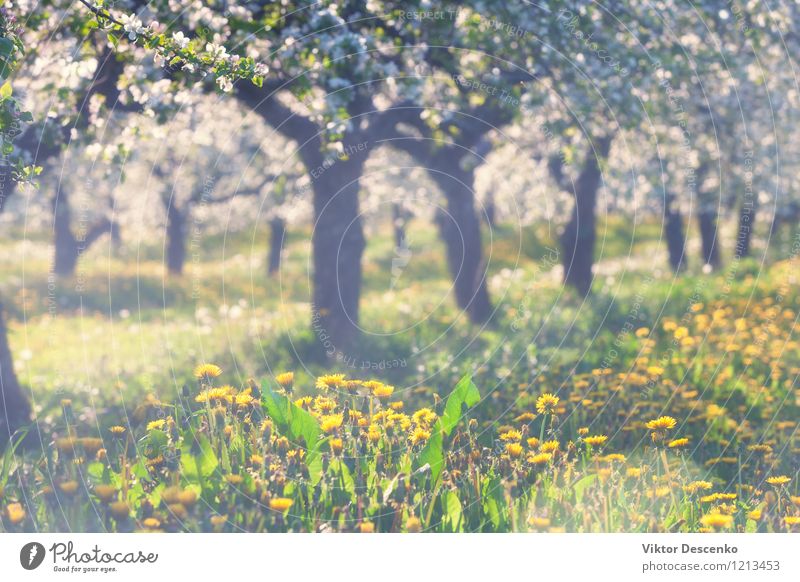 Blooming apple orchard with yellow dandelions in spring Apple Sun Garden Nature Plant Sky Tree Flower Leaf Blossom Baltic Sea Growth Fresh Blue Yellow White