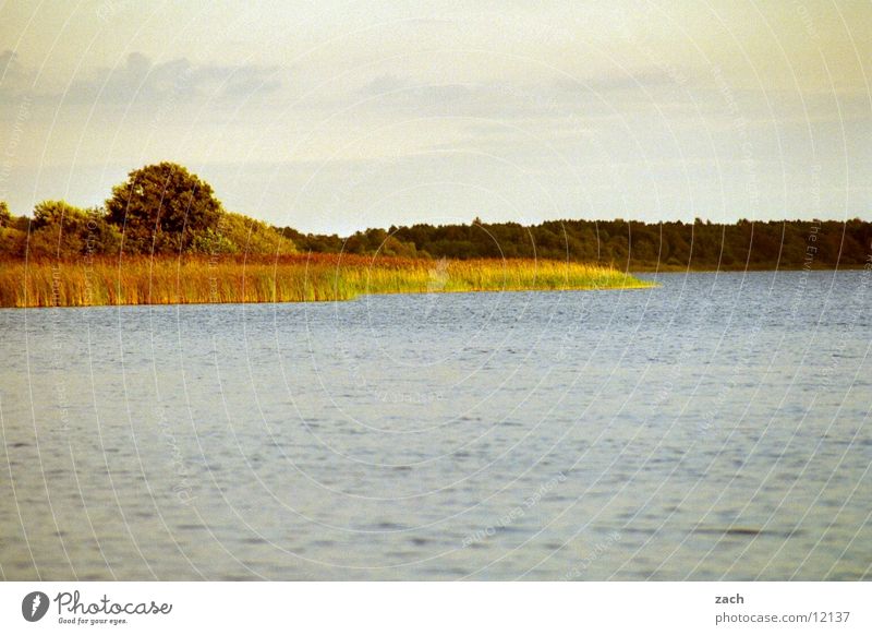 Abendsee Colour photo Exterior shot Deserted Copy Space top Copy Space bottom Morning Day Light Long shot Calm Nature Water Clouds Tree reed Coast Lakeside