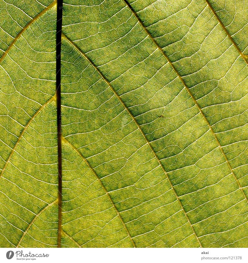 The sheet 27 Plant Lime tree Lime leaf Green Botany Part of the plant Creeper Verdant Environment Bushes Back-light Warped Leaf Background picture Tree Near