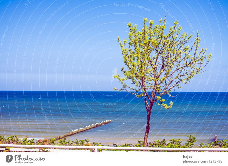 Tree at the Baltic Sea Vacation & Travel Far-off places Summer Summer vacation Beach Ocean Environment Nature Landscape Weather Coast Lake Blue Green Idyll