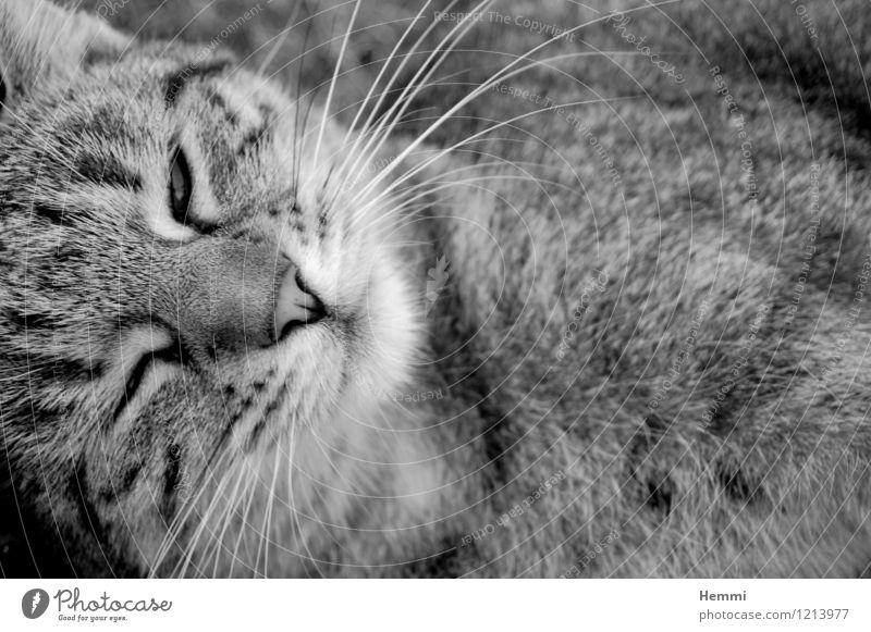 Cuddly Tiger I Animal Pet Cat Pelt 1 Observe Relaxation To enjoy Sleep Domestic cat Cat's head Black & white photo Exterior shot Close-up Detail