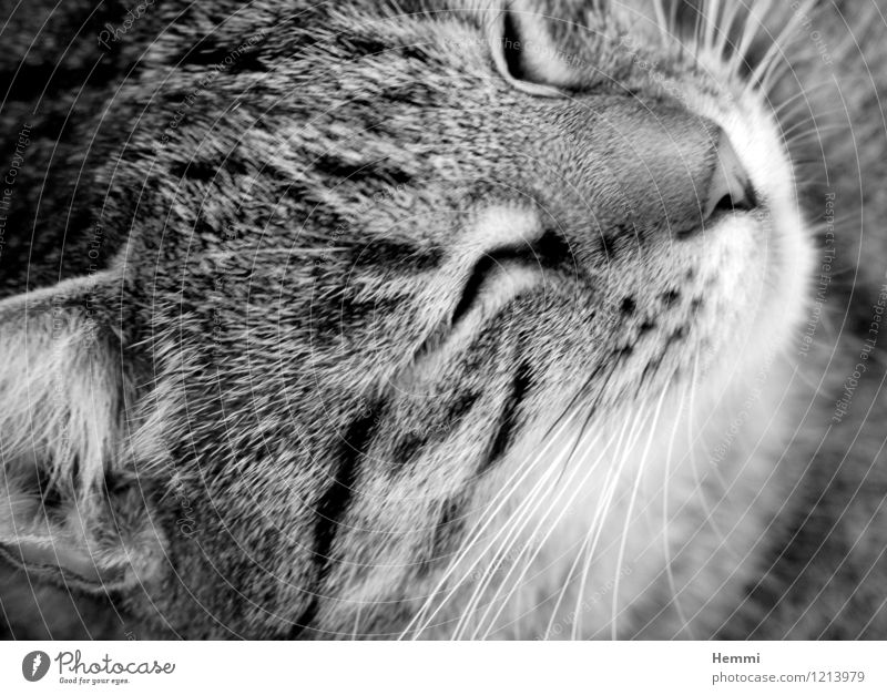 Cuddly Tiger II Animal Pet Cat Animal face Pelt 1 Relaxation Sleep Domestic cat Cat's head Cat lover Black & white photo Exterior shot Close-up Detail