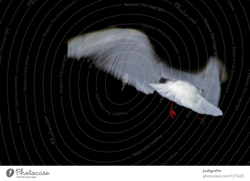 flight Seagull Black-headed gull  Bird Dark Animal White Colour Flying Wing Aviation Movement Dynamics Feather Nature seabird Elegant
