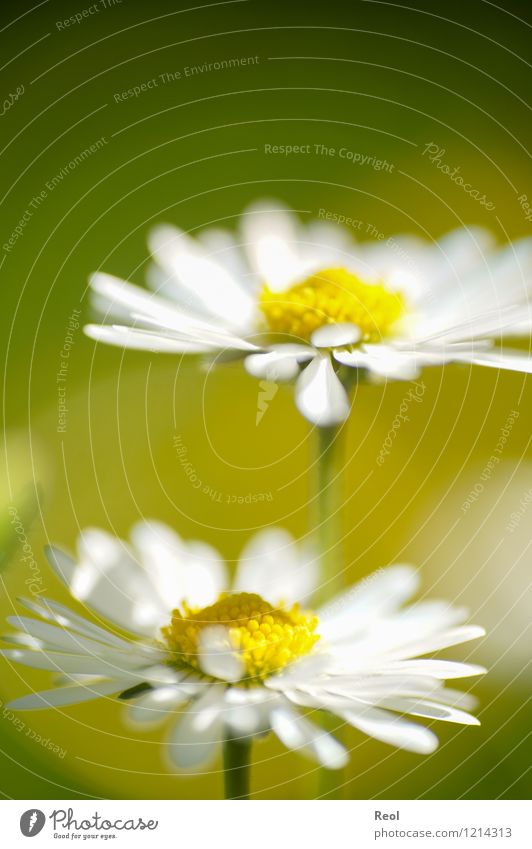 summer meadow Nature Plant Earth Spring Summer Beautiful weather Flower Foliage plant Lawn Daisy Garden Meadow Flower meadow Growth Yellow White