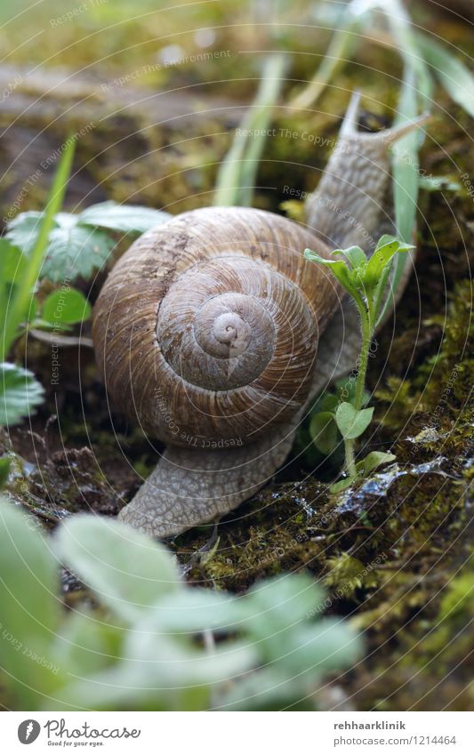 Snail makes the ascent Plant Animal Earth Wild animal Animal tracks 1 Movement Crawl Natural Slimy Soft Brown Gray Green Willpower Curiosity Appetite