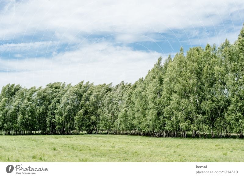 Spreedorado Birch Grove Freedom Environment Nature Landscape Sky Clouds Sunlight Summer Beautiful weather Wind Tree Birch tree birch grove Birch wood Meadow