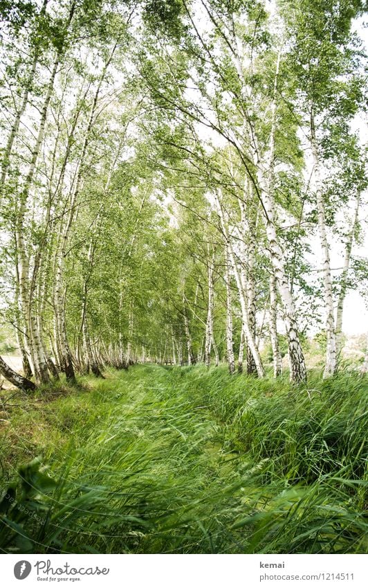 Spreedorado, move in the birch grove. Environment Nature Landscape Plant Elements Summer Beautiful weather Tree Grass Wild plant Birch tree Birch wood Meadow