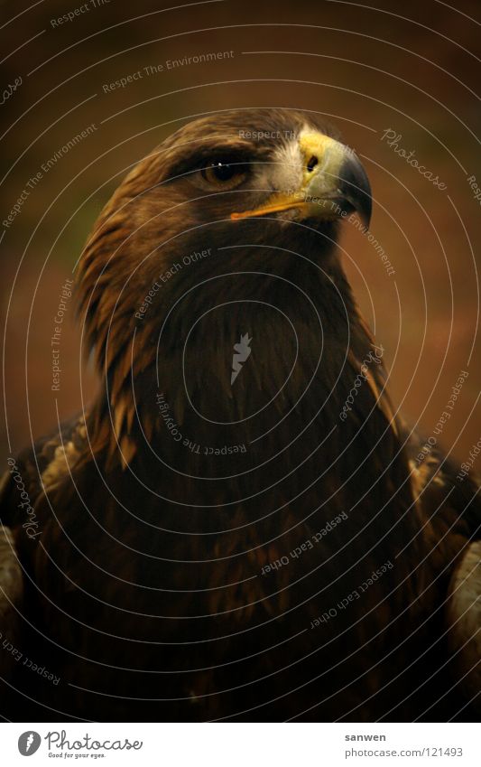 eagle Bird Eagle Bird of prey Impressive Large Graceful Heraldic animal Beak Brown Beautiful Noble large wingspan hawkish bird of zeus