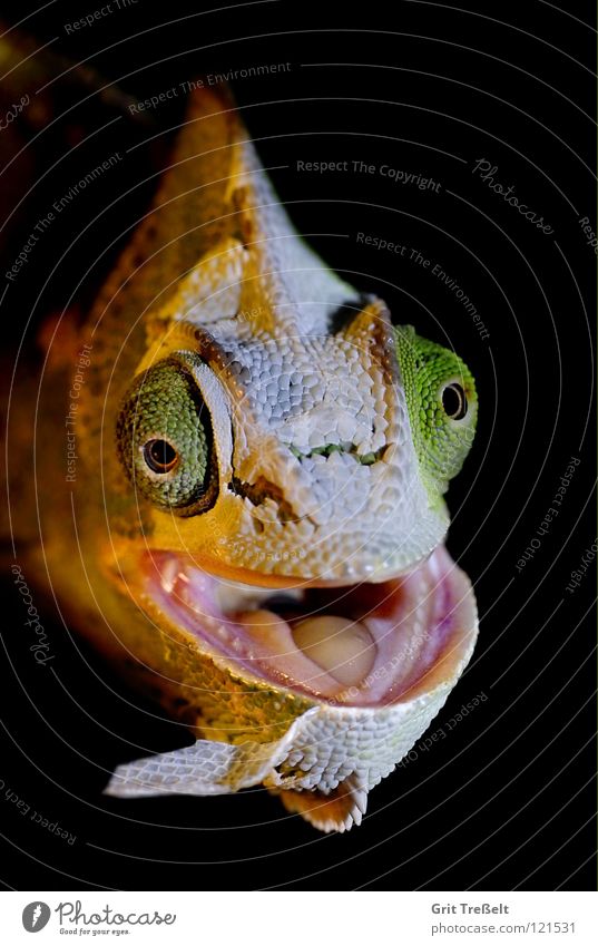 When moulting Chameleon Reptiles Molt Scrap Green Skin Laughter Eyes