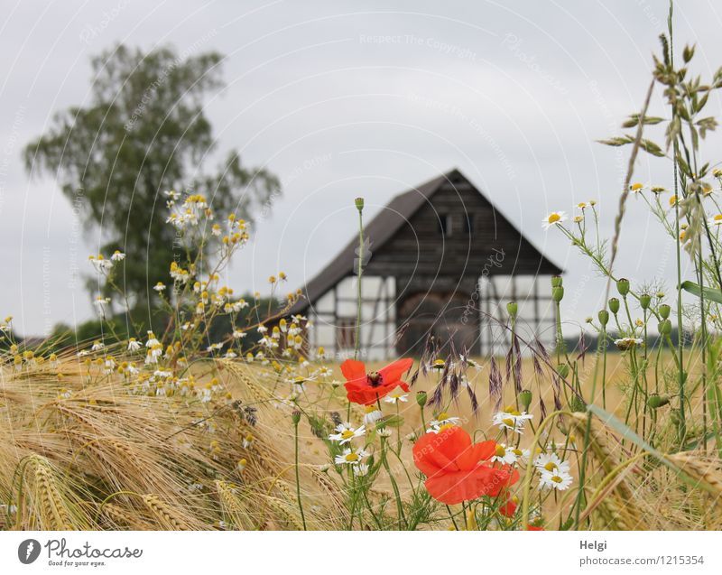 Summer in the country... Environment Nature Landscape Plant Sky Beautiful weather Tree Flower Blossom Grain Barley Field Village Deserted Building