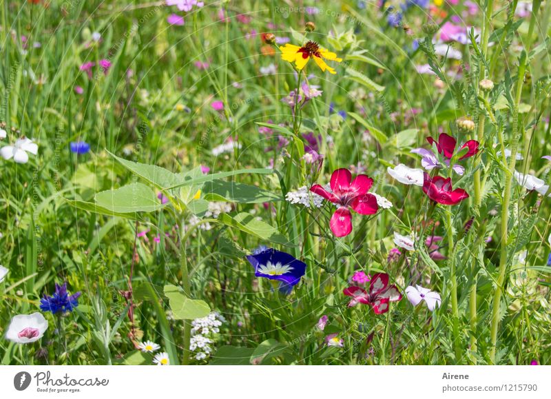 Flora continues to pour Plant Beautiful weather Flower Meadow flower Flower meadow Blossoming Growth Friendliness Bright Multicoloured Green Fragrance Colour