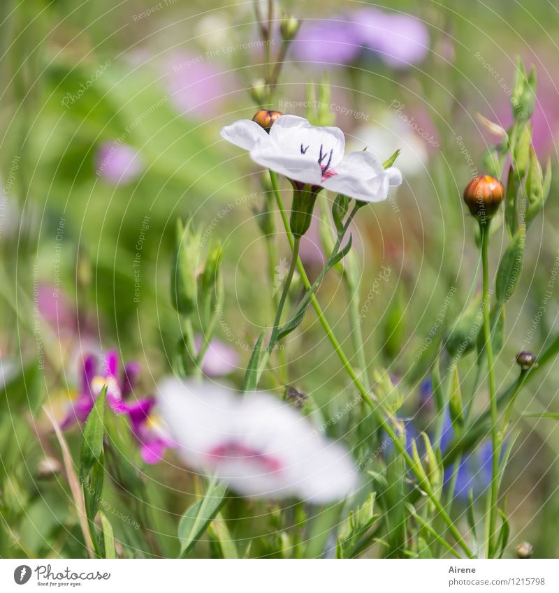 Floras Cornucopia V Plant Flower Meadow flower Flower meadow Blossoming Growth Friendliness Bright Green Pink White Nature Colour photo Exterior shot Close-up