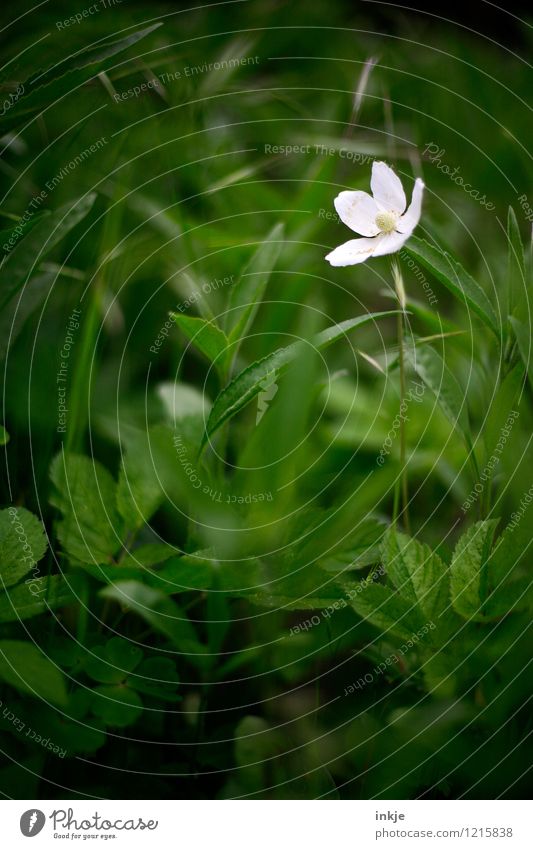 the little white giant Nature Plant Summer Beautiful weather Flower Grass Leaf Blossom Meadow flower Flowerbed Garden Park Blossoming Bright Small Green White