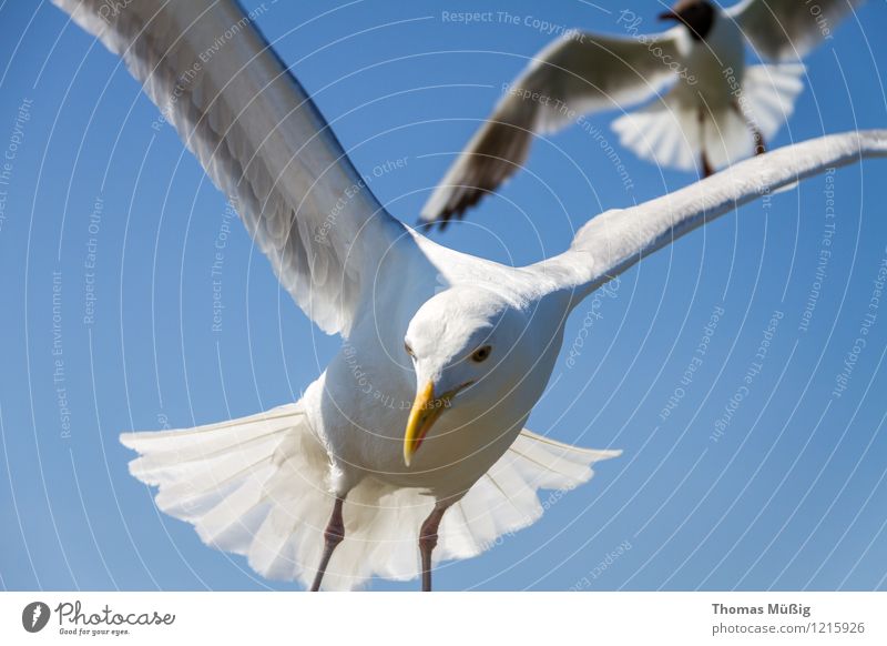 gulls Baltic Sea Flying Hunting Blue Gray White Love of animals Beautiful Ease Mobility Binz on Rügen Dominican Gull Feather Larus dominikanus black-backed gull