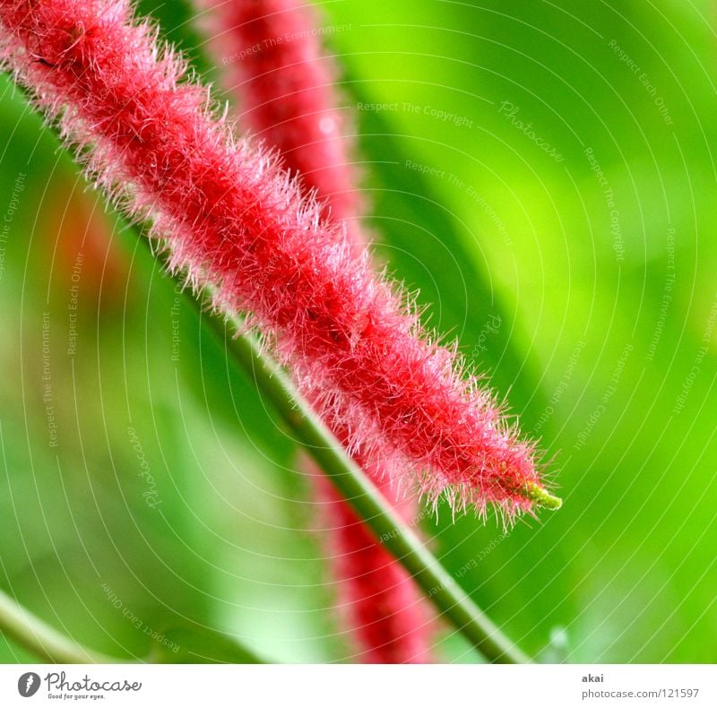 pipe cleaners Plant Green Botany Part of the plant Creeper Verdant Environment Bushes Back-light Warped Background picture Tree Near Photosynthesis Vessel