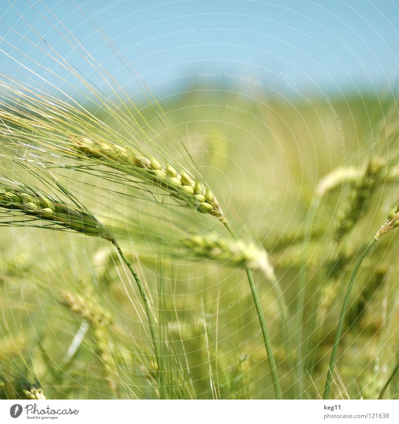 Stormy barley field III Wheat Rye Barley Flower Green Grass Leisure and hobbies Beige Brown Near Summer Meadow Field Blade of grass Ear of corn White Flour