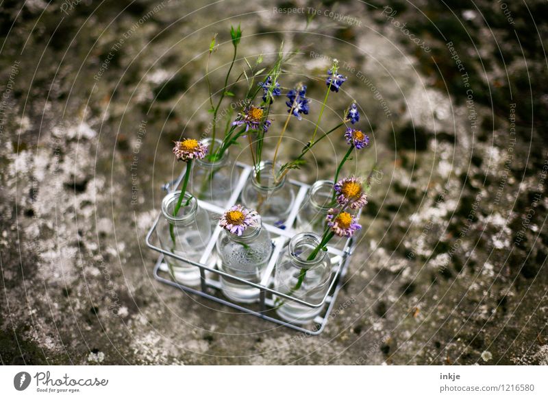 dried flowers Style Garden Decoration Spring Summer Flower Blossom Flower vase Vase Glass Old Beautiful Dry Transience Change Faded Dried Shriveled Colour photo