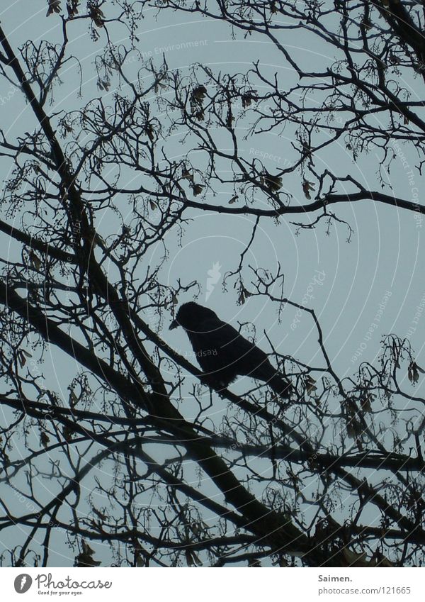 The Autumn of the Lonely Crow Tree Treetop Black Grief Loneliness November Bird Gray Exterior shot Sky Branch crow's feet weltschmerz Sadness