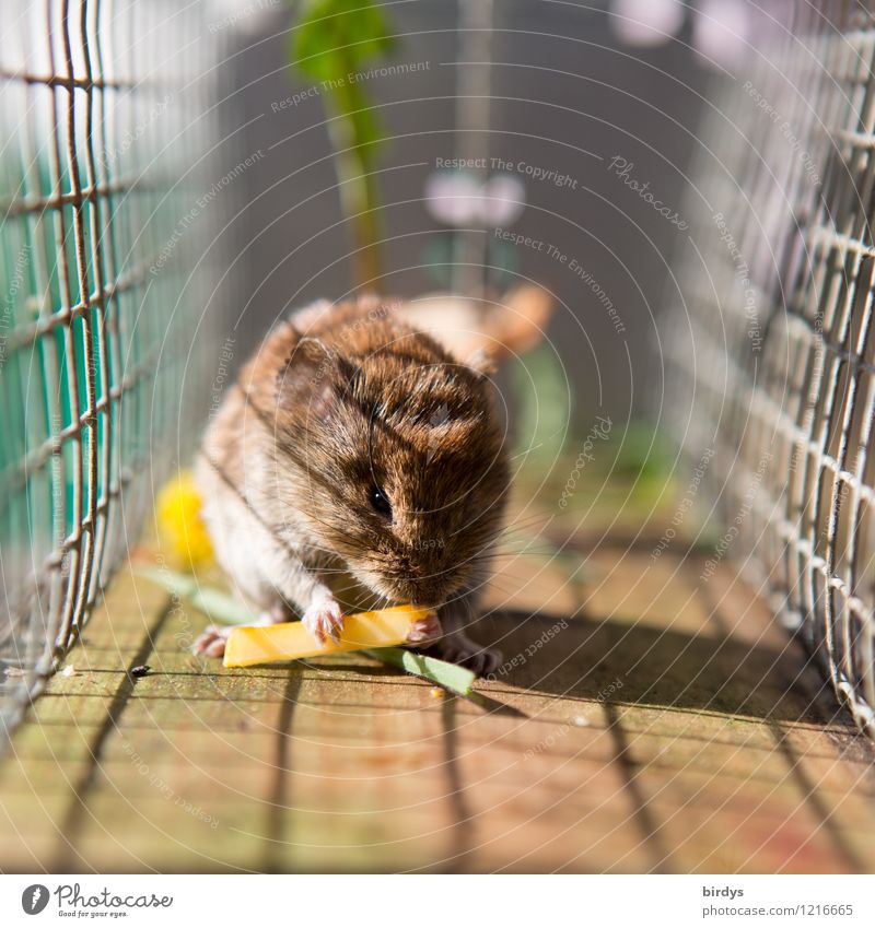 in the trap Cheese Wild animal Mouse 1 Animal Mouse trap Grating Mesh grid To feed Cute Authentic Voracious Serene Adversity Captured Colour photo Exterior shot