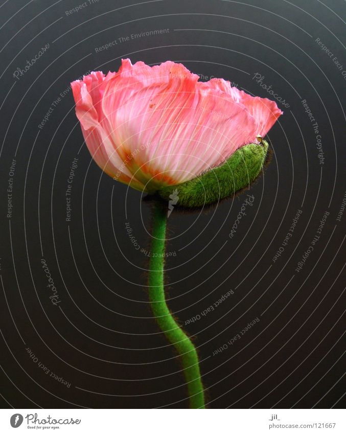 pink poppy Poppy Poppy blossom Flower Deploy Pink Green Khaki Gray Beautiful Open Orange