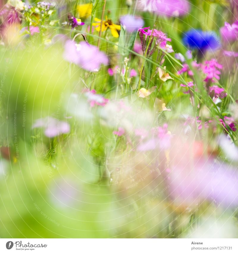 Greeting from Flora 2 Plant Flower Wild plant Meadow flower Flower meadow Blossoming Growth Friendliness Bright Blue Multicoloured Yellow Green Pink Nature