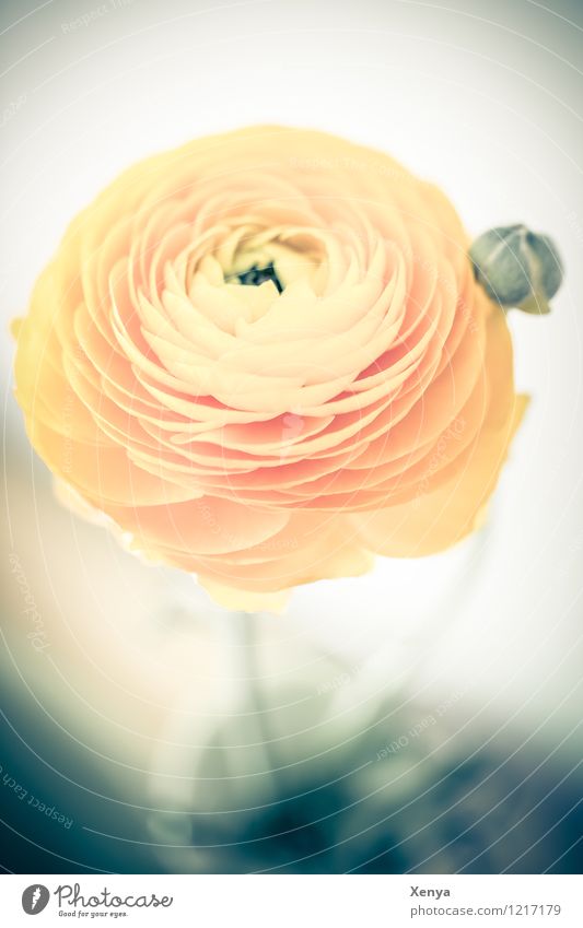 ranunculus Environment Nature Plant flowers Tulip flaked bleed Blossoming Esthetic Yellow Orange Romance Round Buttercup Dreamily Colour photo Deserted