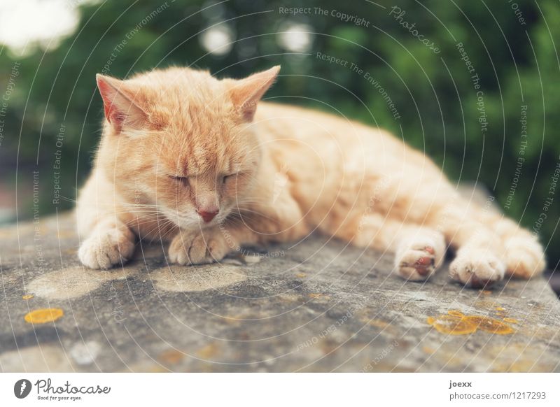Too hot! Nature Summer Cat 1 Animal Lie Sleep Hot Brown Green Serene Calm Fatigue Exhaustion Relaxation Colour photo Exterior shot Deserted Day Animal portrait