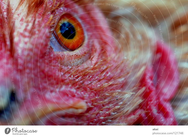 Don't look like that! Animal Feed To feed Nutrition Barn fowl Watchfulness Testing & Control Hunter Hunting Fear Macro (Extreme close-up) Close-up Sacrifice