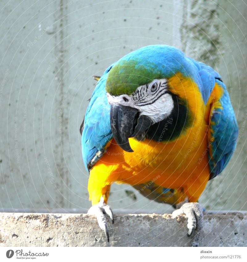Ara Ararauna Blue-and-gold macaw Parrots Macaw Bird Beak Yellow Turquoise South America Brazil Bolivia Peru Colombia Panama Venezuela Virgin forest Amazonas