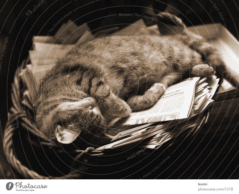 Lisa vom Carsten sleeping cat