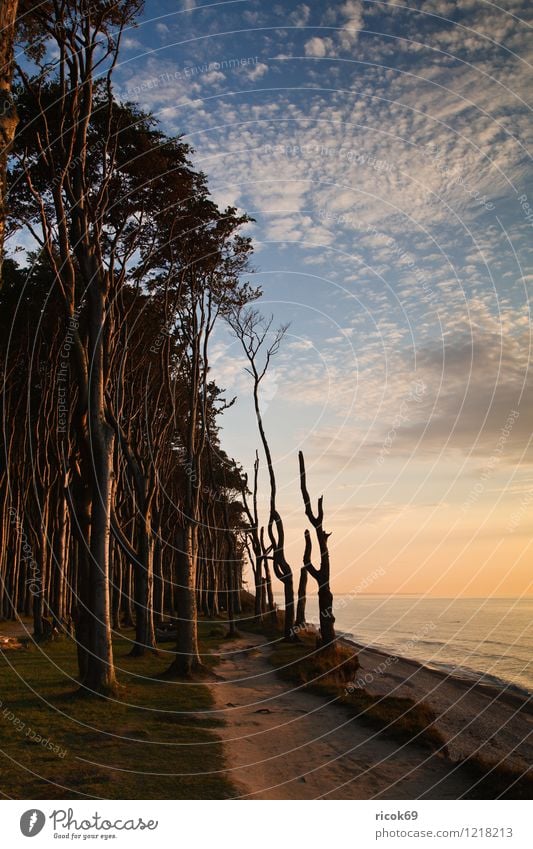 ghost forest Relaxation Calm Vacation & Travel Nature Landscape Clouds Weather Beautiful weather Tree Forest Coast Baltic Sea Ocean Romance Idyll Environment