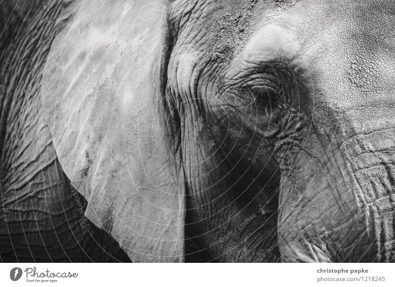 wise Animal Wild animal Animal face Zoo Elephant 1 Old Sadness Wrinkles Eyes Ear African Black & white photo Exterior shot Animal portrait